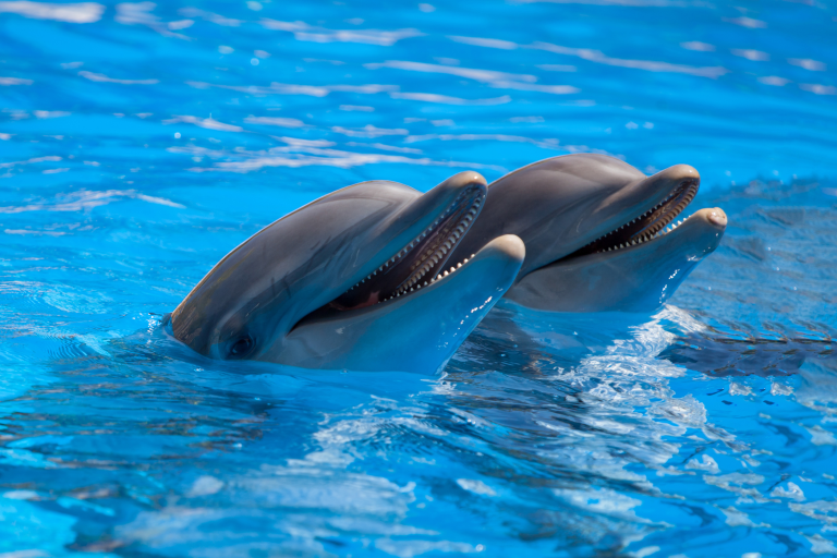 Dolphin