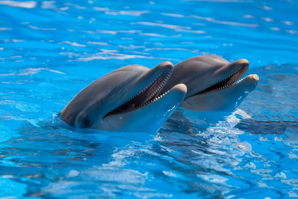 Dolphins swimming together in the Florida Keys