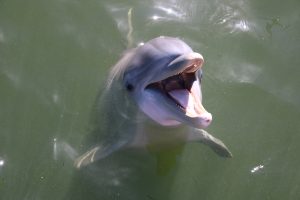 Benefits of Dolphin therapy Dolphin Smiling