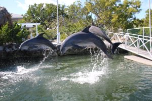 Dolphin jumping out of the water
